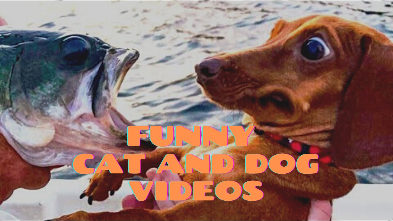 🤣 Funniest 🐶 Dogs and 😻 Cats - Awesome Funny Pet Animals Videos 😇