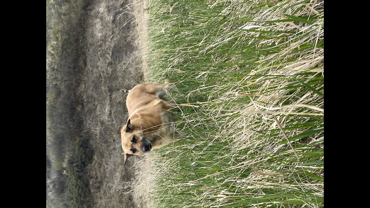 Walk with Marty and Carly.