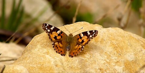 the beautiful nature.beautiful butterfly