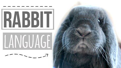 Rabbit Body Language Explained