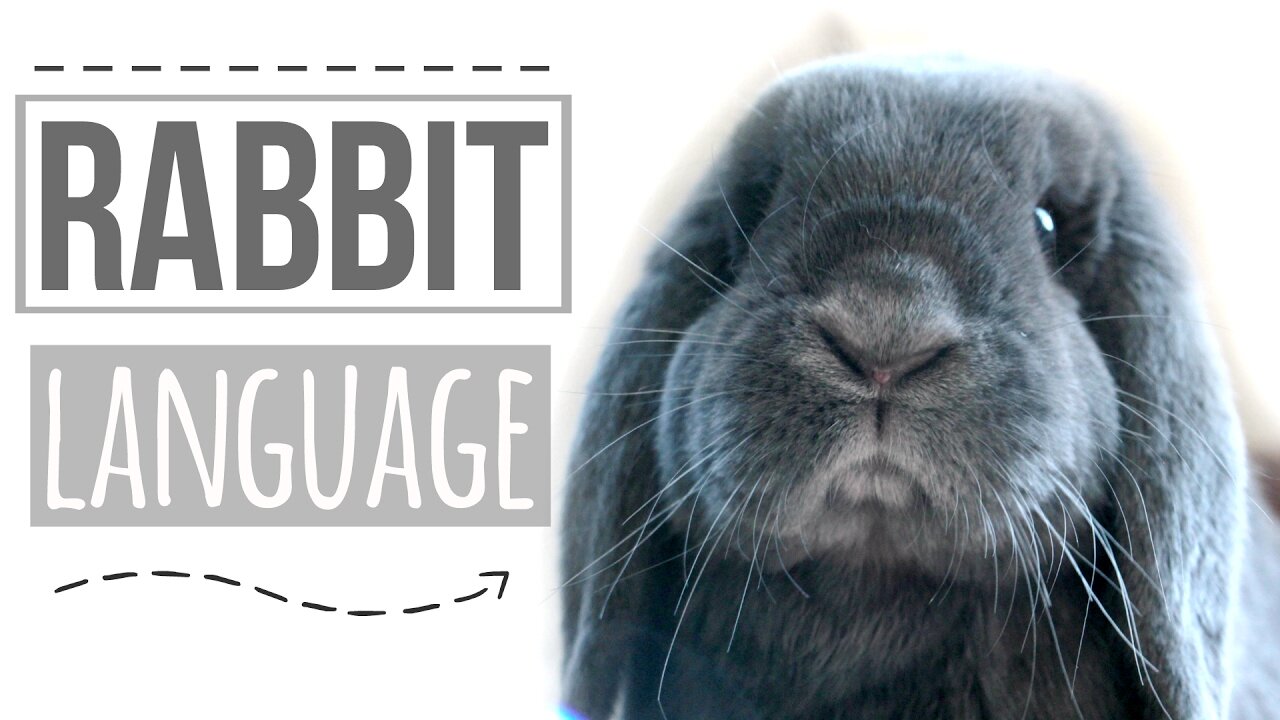 Wild Rabbit Body Language Rabbit Body Language Explained