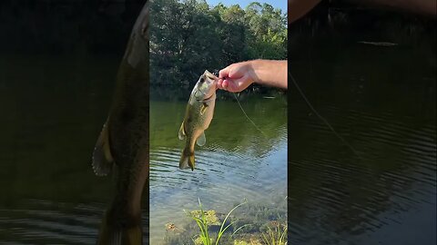 Dragon Slayer topwater blow up. Largemouth Bass just cannot resist this summertime bait! #fishing