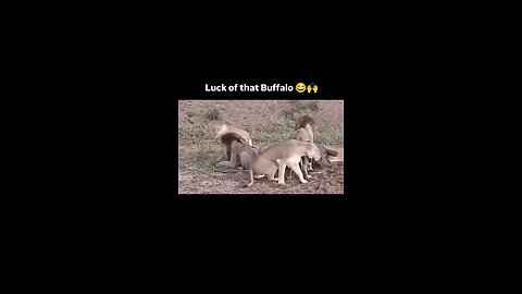 lion 😂 lol family matters