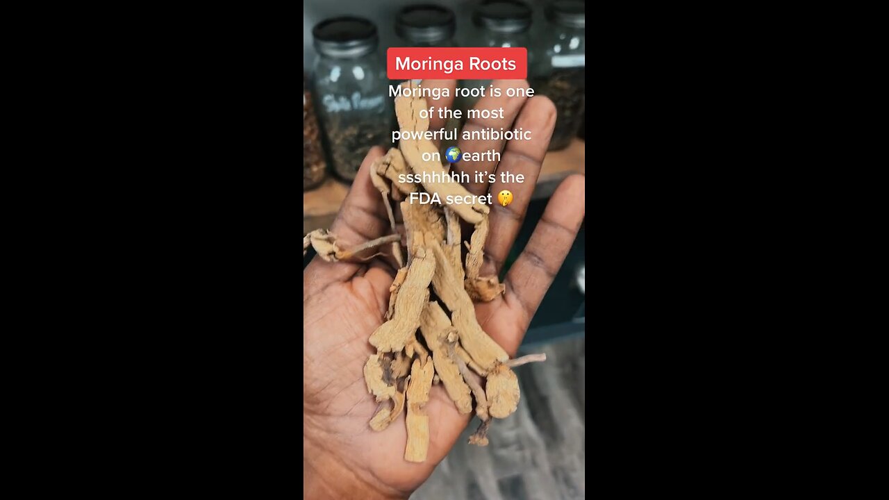 Moringa Roots