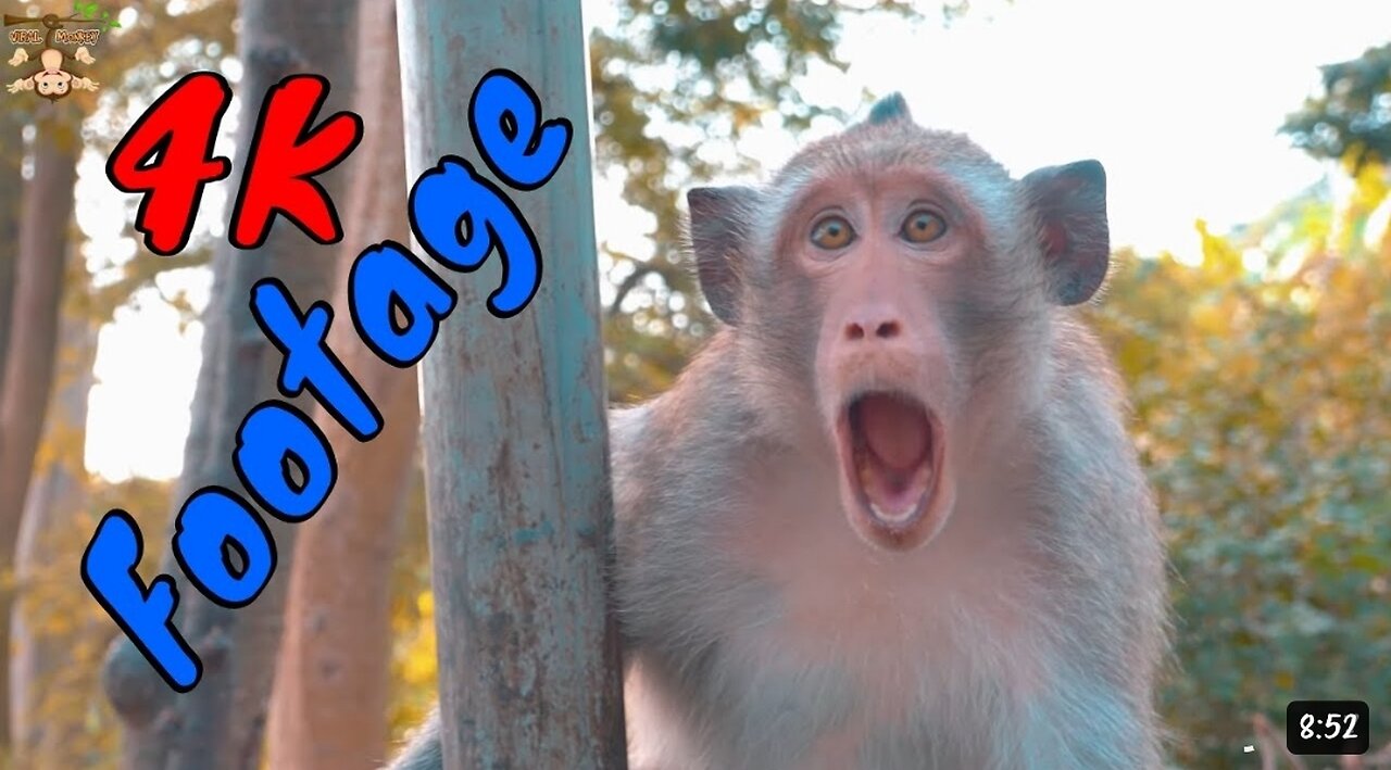 Funny 😂 Animal Footage - Monkeys Beautiful Scenes