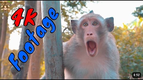 Funny 😂 Animal Footage - Monkeys Beautiful Scenes