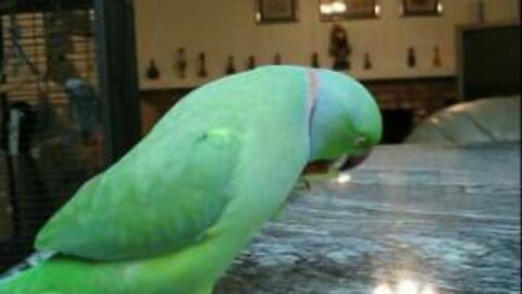 Archimedes the Indian Ringneck