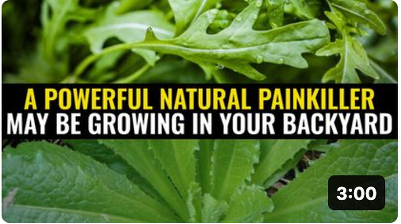 A powerful natural painkiller may be growing in your backyard