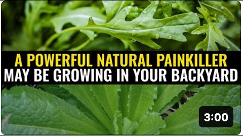 A powerful natural painkiller may be growing in your backyard