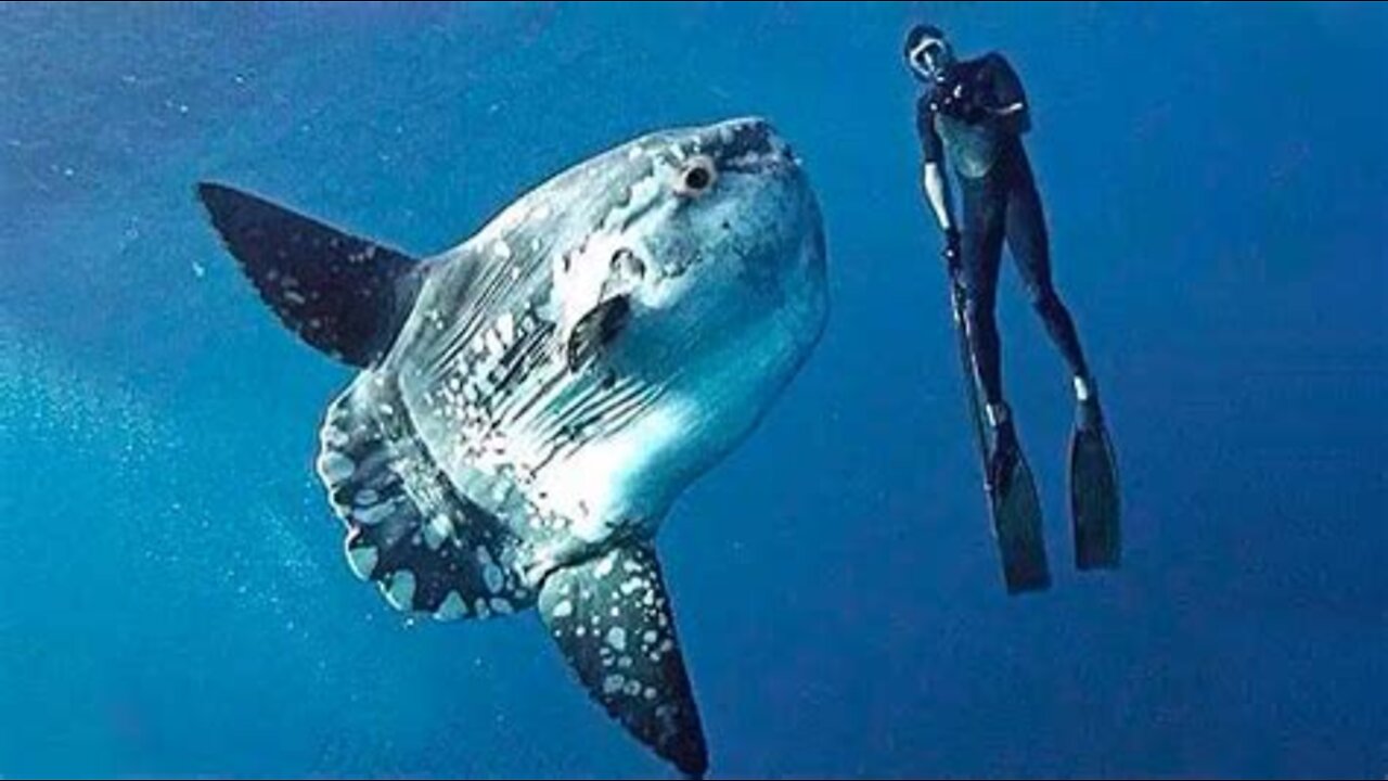 10 Newly Discovered Species In 2019