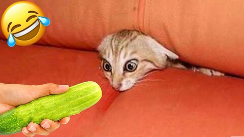 funny pets - cats dogs animals, amazing original song ♫ best free music