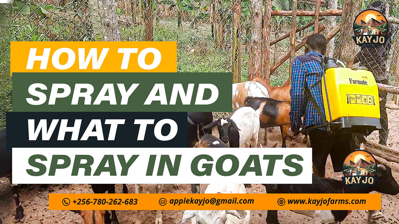 How To Spray And What To Spray In Goats | ep14 #goatfarming #farming