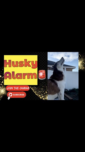 𝑯𝒖𝒔𝒌𝒚 𝑨𝒍𝒂𝒓𝒎