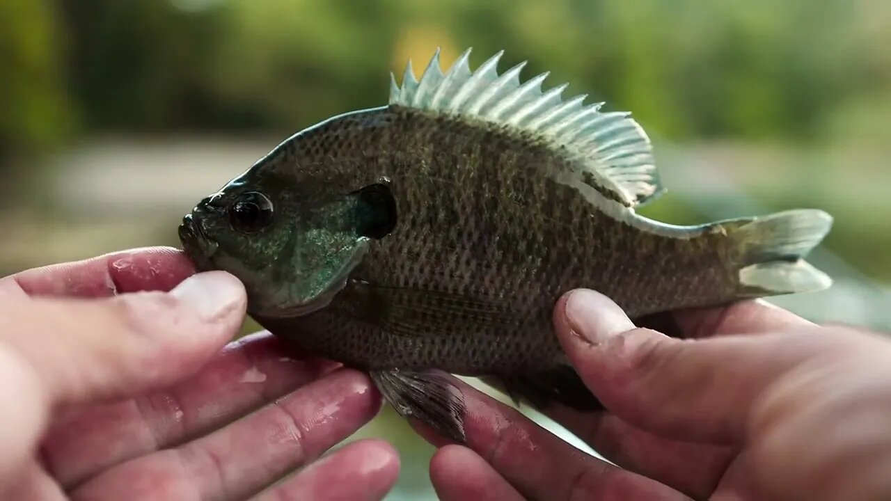 Bluegill Slams Top Water Cricket on a Fly Rod #shorts #fishing