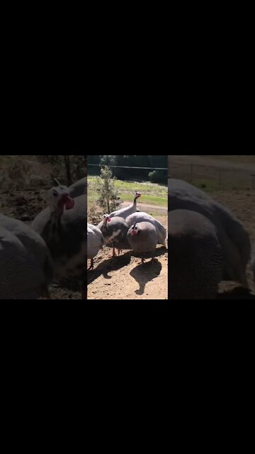 Guinea fowl are curious to see owner sitting on the ground