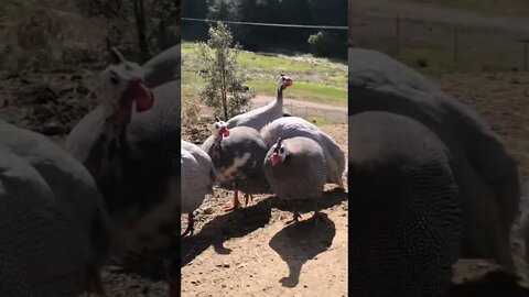 Guinea fowl are curious to see owner sitting on the ground