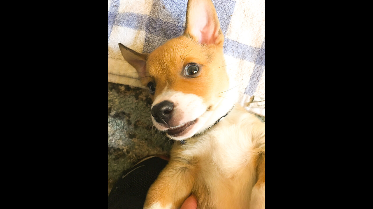 Corky the Corgi Baby to Big Boy