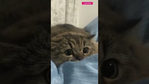 cute cat videos 😹 funny videos 😂💙