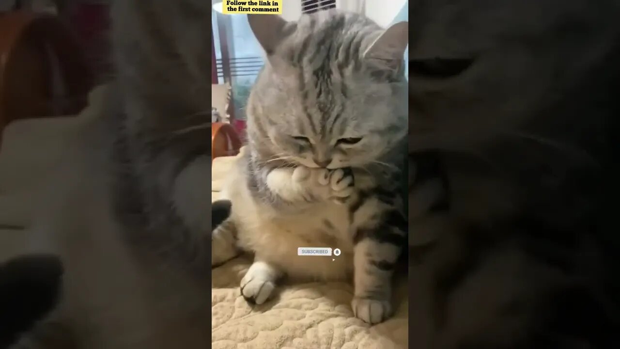 cute cat videos 😹 funny videos 😂 841 😻