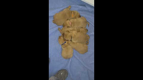 A New Puppy Litter