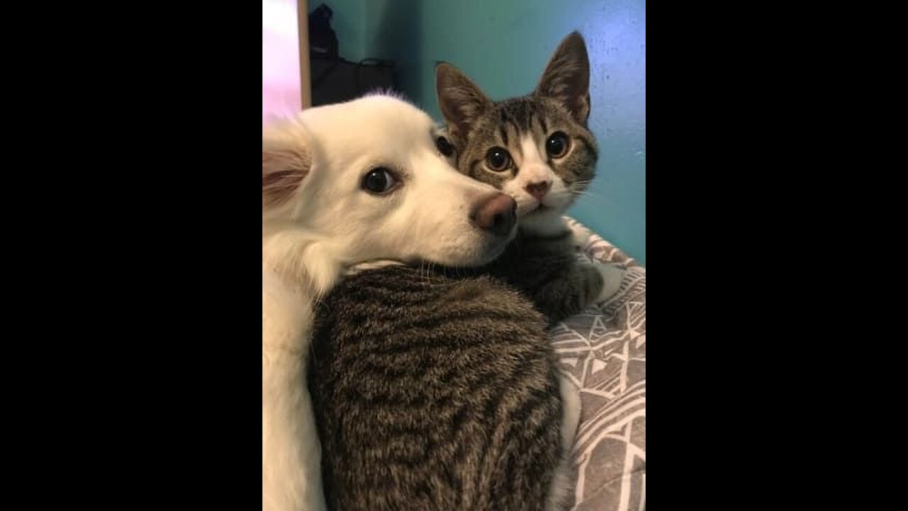 Cat having fun with 🐶 and dog is in no mood for fun😂.....!