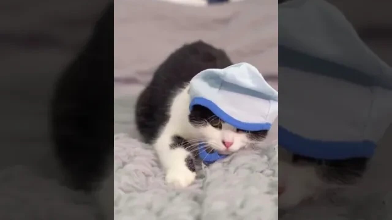 Cat And Dog Love#shorts #trending #cat #dog