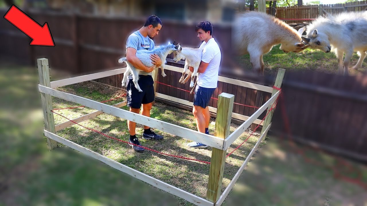 Building a Mini Goat Boxing Ring!!!