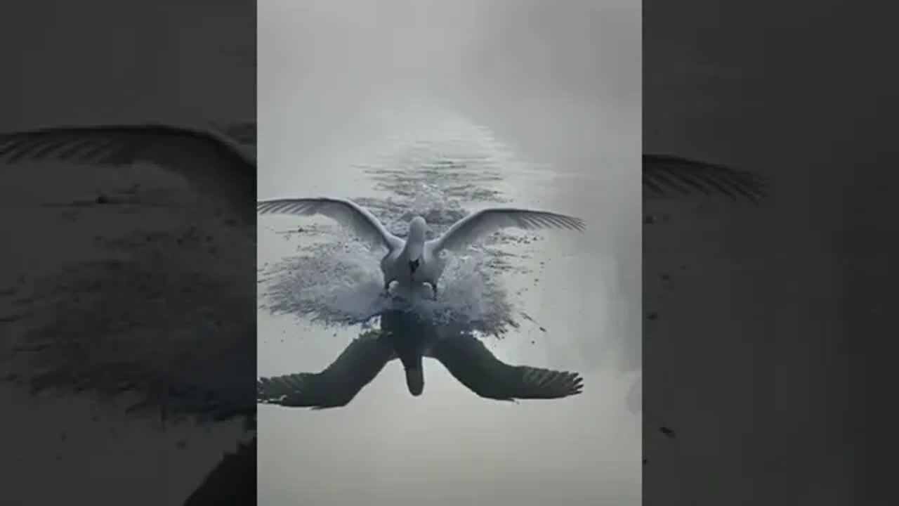 On a Lake, a Swan Appears in the Mist