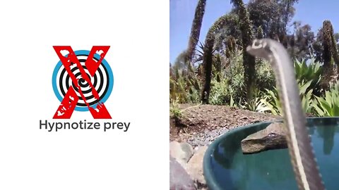 Dogs In Your Face & Snakes At Your Place Ring tv