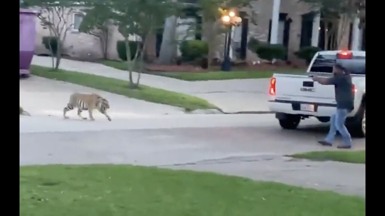 Pet Tiger got loose in Houston, Tx