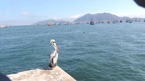 Muelle Municipal 27 de Octubre - Chimbote - Perú 02