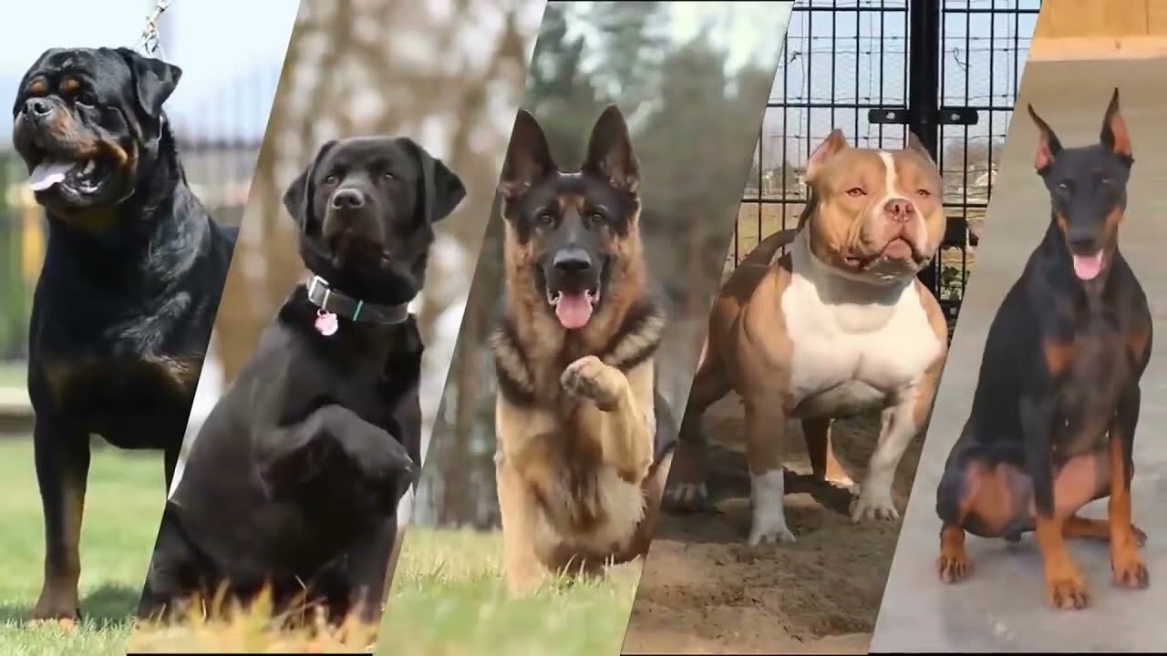 Most Dangerous Dog Breeds In The World That Killed in Few Second