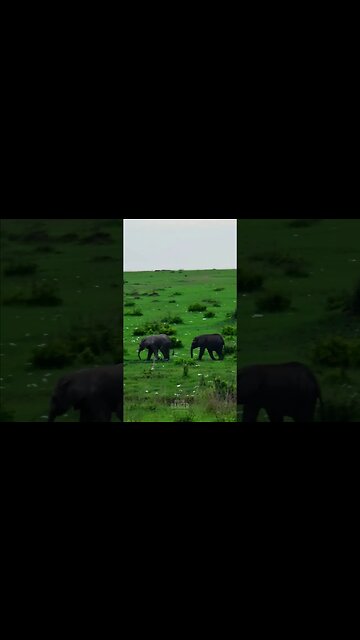 Elephant Babies #Wildlife | #ShortsAfrica