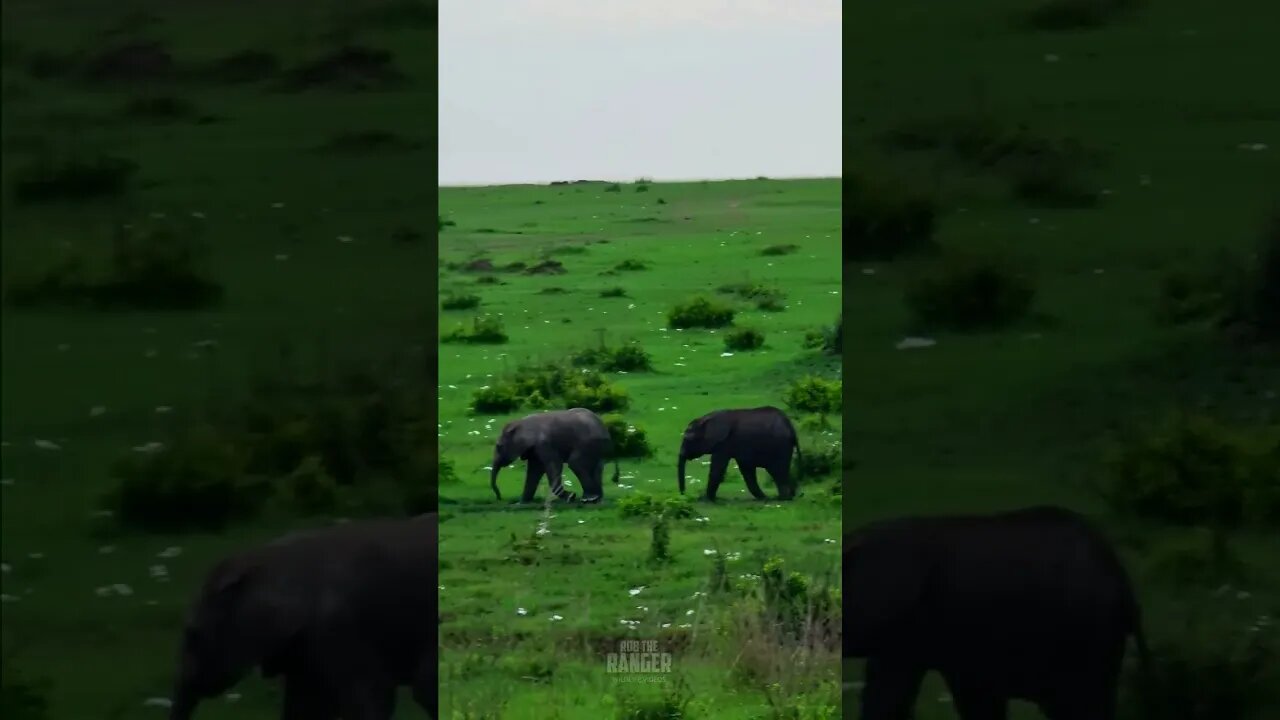 Elephant Babies #Wildlife | #ShortsAfrica