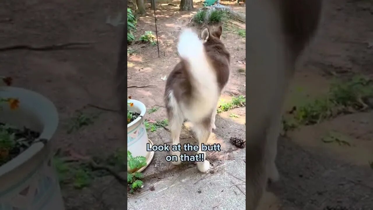 Of course I work out!! #husky #huskypuppy #siberianhusky #puppy #puppies #huskies