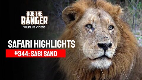 Safari Highlights #344: 16 - 19 May 2015 | Sabi Sand Nature Reserve | Latest Wildlife Sightings