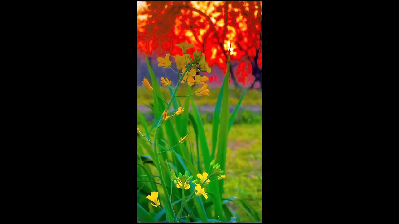 Very beautiful video