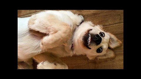 Funniest Animals 2023 😂 New Funny Cats and Dogs Videos 😻🐶 Part 1