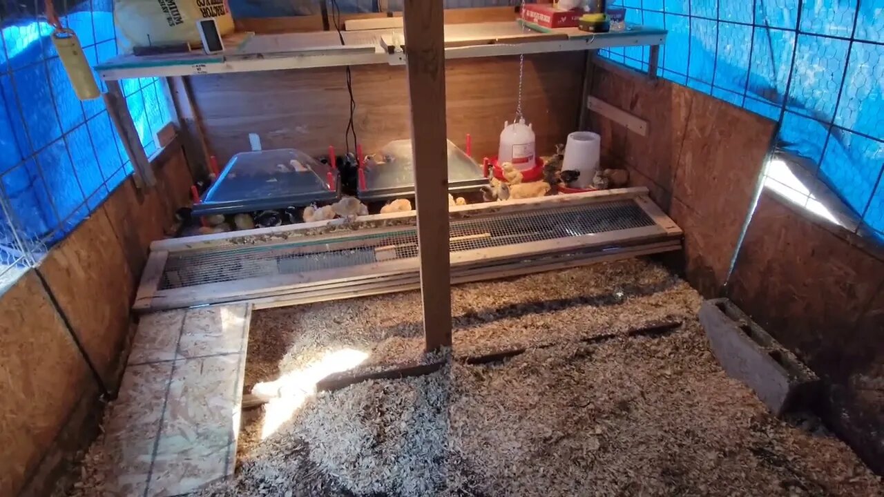 Expanding the chick brooder pen