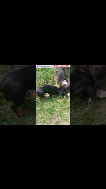 Jude And Iris Rolling In The Grass