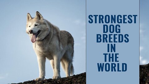 Strongest Dog