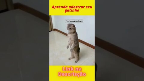 gato vs espelho - gatos engraçados #shorts