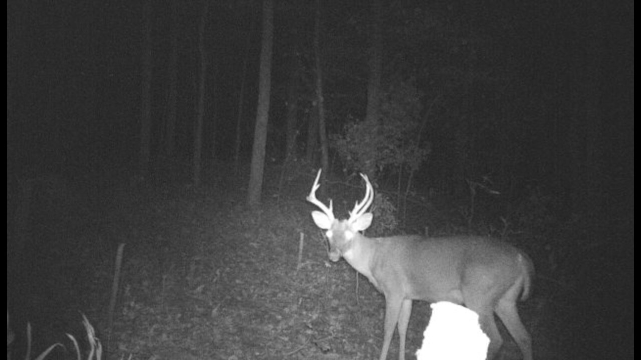 Trail camera footage