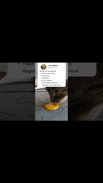 Why you should give your cat raw egg yolk #shorts
