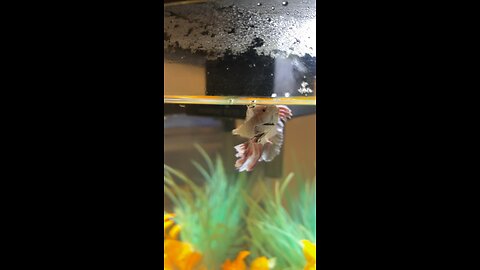 😡🤬🔥angry beta fish💧🐠