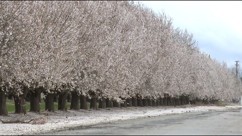 Recent storms impact on almond blossoms