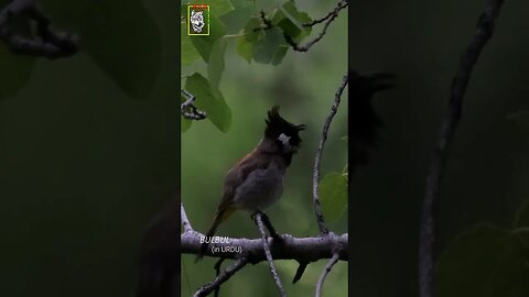 Himalayan Bulbul #Bulbul #Himalayanbirds #ebirdonline