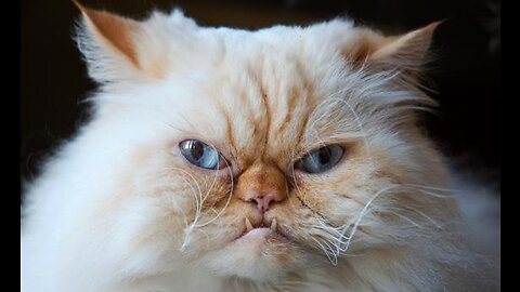 Cute kitten