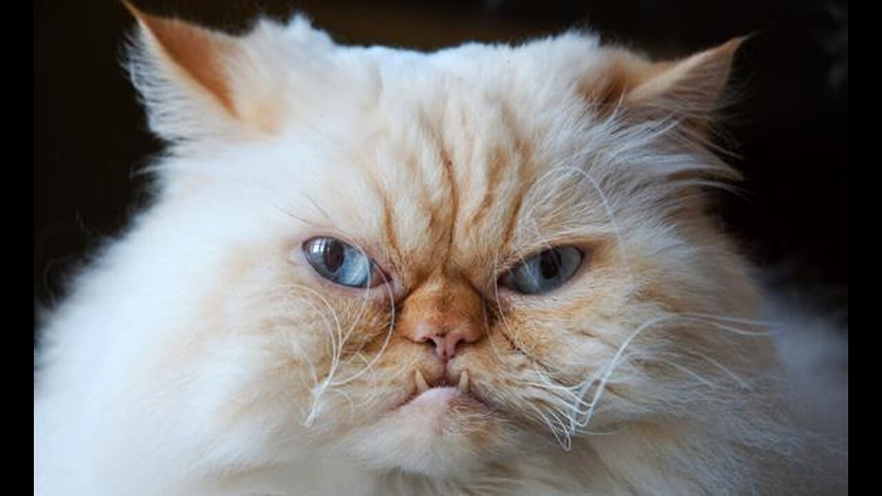 Cute kitten