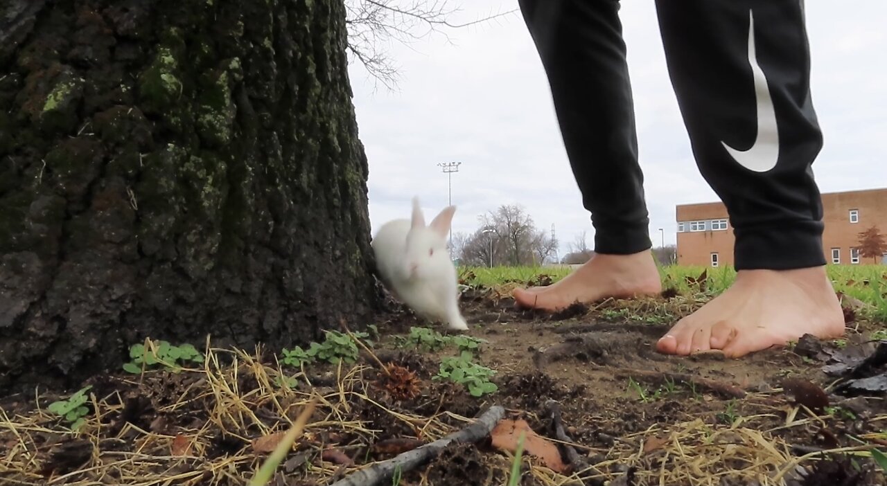 Dude tries his best to catch bunny rabbit, hilarious fails Part 2